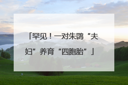 罕见！一对朱鹮“夫妇”养育“四胞胎”